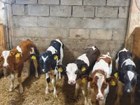 सांड, Simmental cattle — फ़ोटो 3
