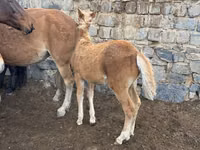 خيول (دفعة، الجنس غير محدد), Kazakh horse — الصورة 1