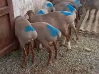Хуц, Rhon sheep — 3 зураг
