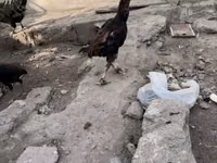 Chickens — photo 3