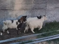 عنزة, Nubian Goat — الصورة 5