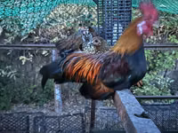 Chickens — Foto 1