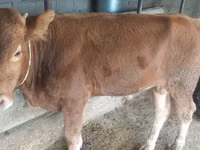 ثور, Simmental cattle — الصورة 1