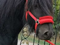 Адуу, Fell pony — 1 зураг