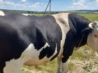 Бух, Russian Black pied cattle — 3 зураг