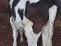 بقرة, Russian Black pied cattle — الصورة 1