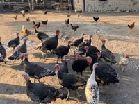 Turkeys — Foto 2