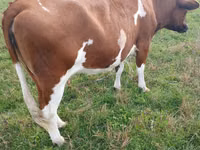 Cow, Cattle — photo 5