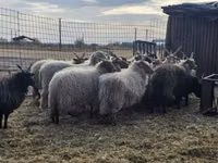 公羊, Racka sheep — 照片 2