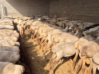 Schaf, Arashan sheep — Foto 1