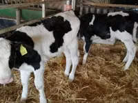 Bulle, Russian Black pied cattle — Foto 1