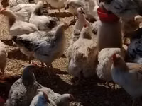 Chickens — Foto 5