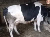 Vaca, Russian Black pied cattle — foto 3