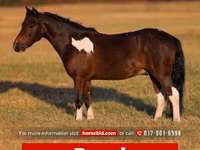 公马, Pinto horses — 照片 1