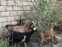 母山羊, Goats — 照片 3