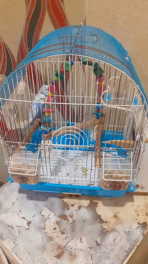 Dalmatin və açıq mavi rəng çalarlarında iki papuqay cütü – qəfəs və