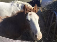 Caballo, Gypsy horse — foto 1
