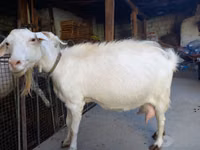 母山羊, Goats — 照片 7