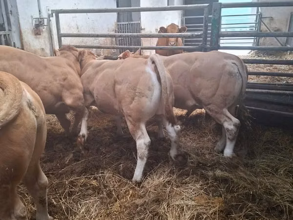 ثور, Blonde d’Aquitane cattle