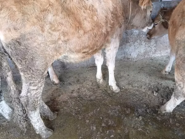 母牛, Cattle