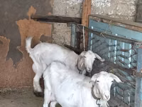 母山羊, Goats — 照片 4