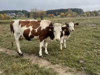 بقرة, Simmental cattle — الصورة 1
