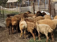 أغنام (دفعة، الجنس غير محدد), Karabakh sheep — الصورة 3