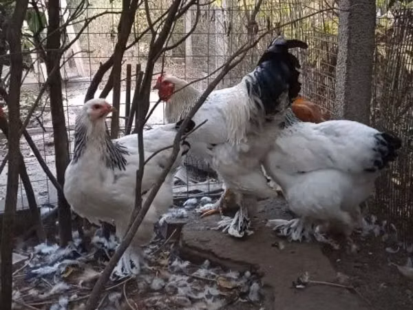 Brahma