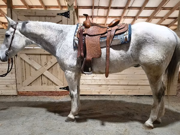 公马, Quarter Horse