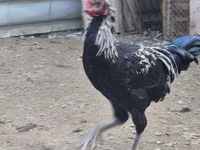 Chickens — 3 зураг