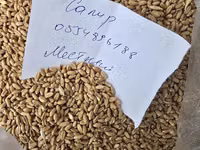 Продаю пшеницу местная в наличии 50тонн оптом цена 18сом только оптом — фото 1