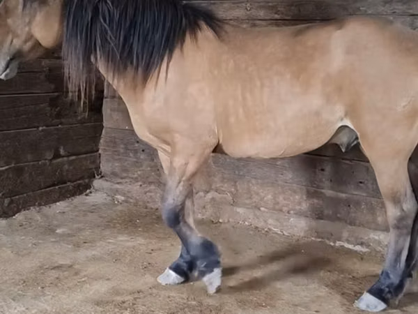 Caballo, Mugalzhar horse