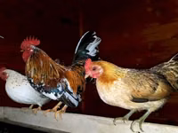 Japanisches Bantam — Foto 1