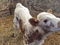 Cattle (batch, sex not specified), Simmental cattle — photo 3