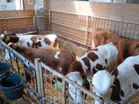 公牛, Simmental cattle — 照片 1