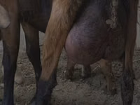 Ямаа, Czech Brown Shorthaired goats — 1 зураг