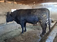 ثور, Swiss cattle — الصورة 7