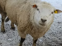 Sheep (batch, sex not specified), Sheep — photo 2