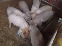 Eber, Schweine — Foto 1