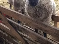 Schaf, Blackheaded Persian sheep — Foto 1