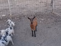 Ямаа, Alpine goat — 5 зураг