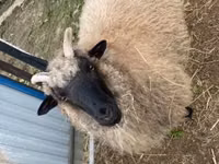 भेड़, White Suffolk sheep — फ़ोटो 6