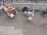 Turkeys — Foto 3