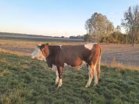 Cow, Simmental cattle — photo 3