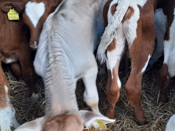 Bulle, Simmental cattle
