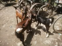 母山羊, Black Bengal goats — 照片 2