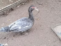 Ducks — 照片 4