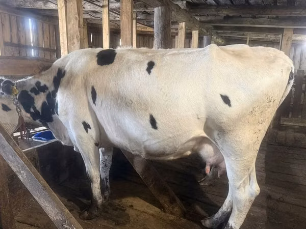 Cow, Hereford