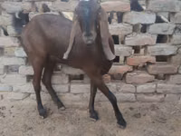 Ziege, Najdi goat — Foto 2