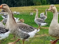 लिंडा — फ़ोटो 7